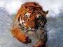 Free Dating with aman7349